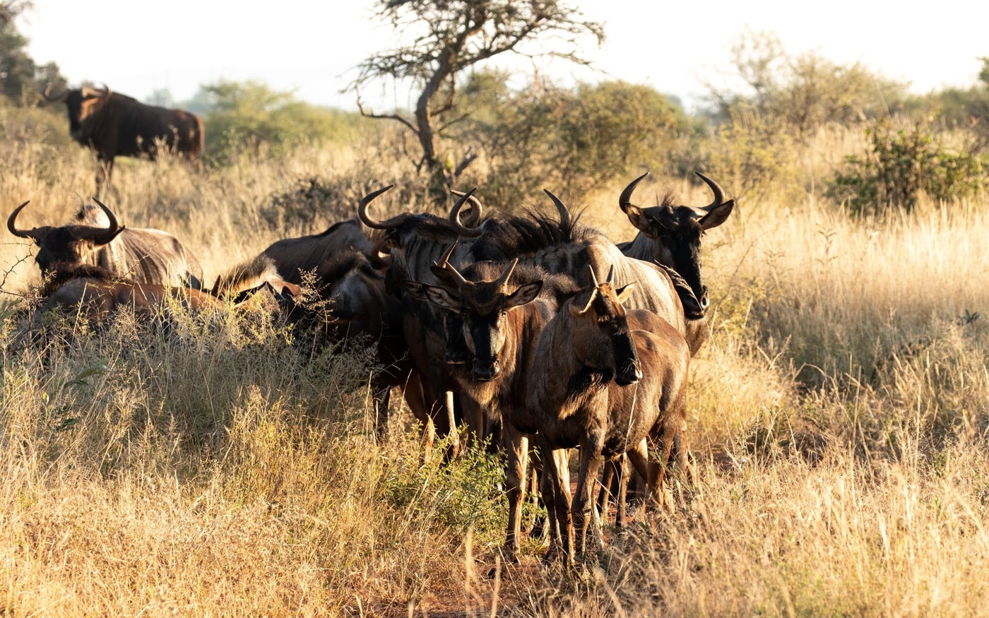 Jaci's Madikwe House Wildebeest