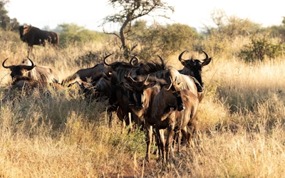 Jaci's Madikwe House Wildebeest