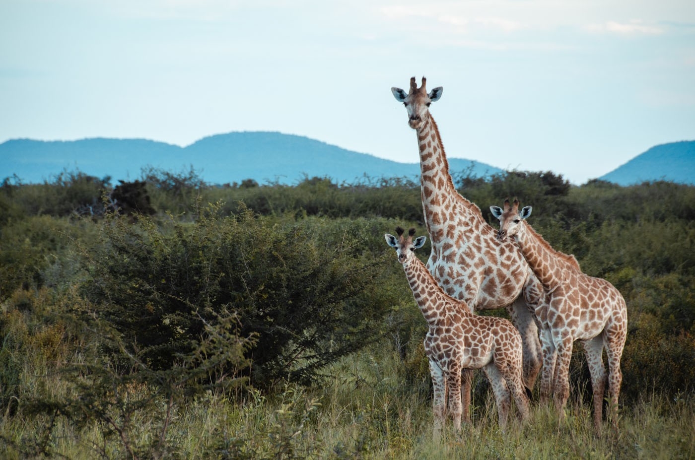 Jaci's Madikwe House Giraffes