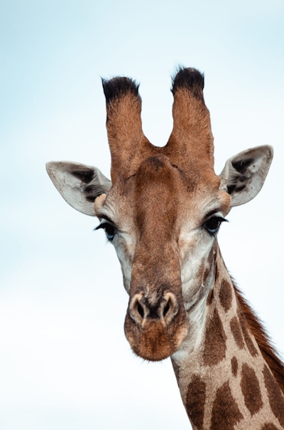 Jaci's Madikwe House Wildlife