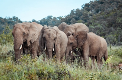 Jaci's Madikwe House Elephants