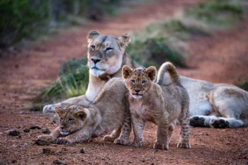 Gondwana Game Reserve Villas Lions