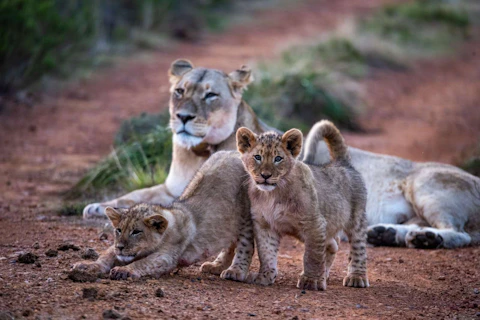 Gondwana Game Reserve Villas Lions