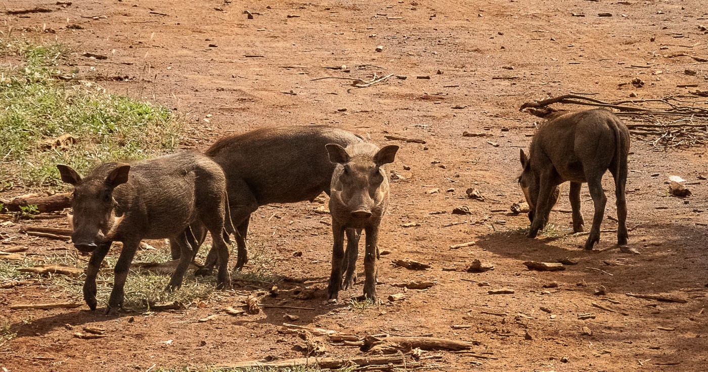 Jaci's Madikwe House Warthogs