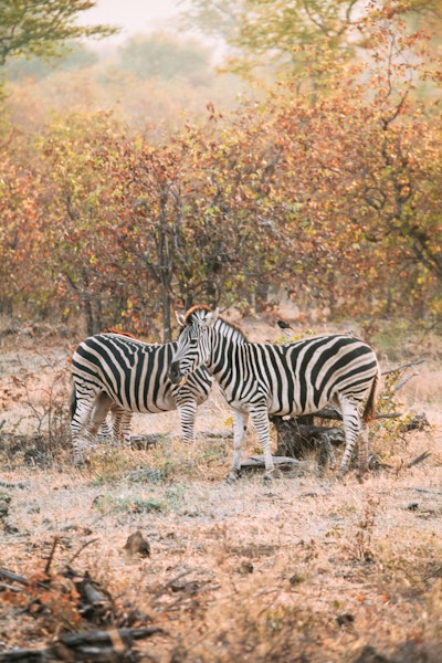 Zebras