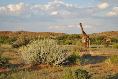 Tutwa Desert Lodge Game Viewing