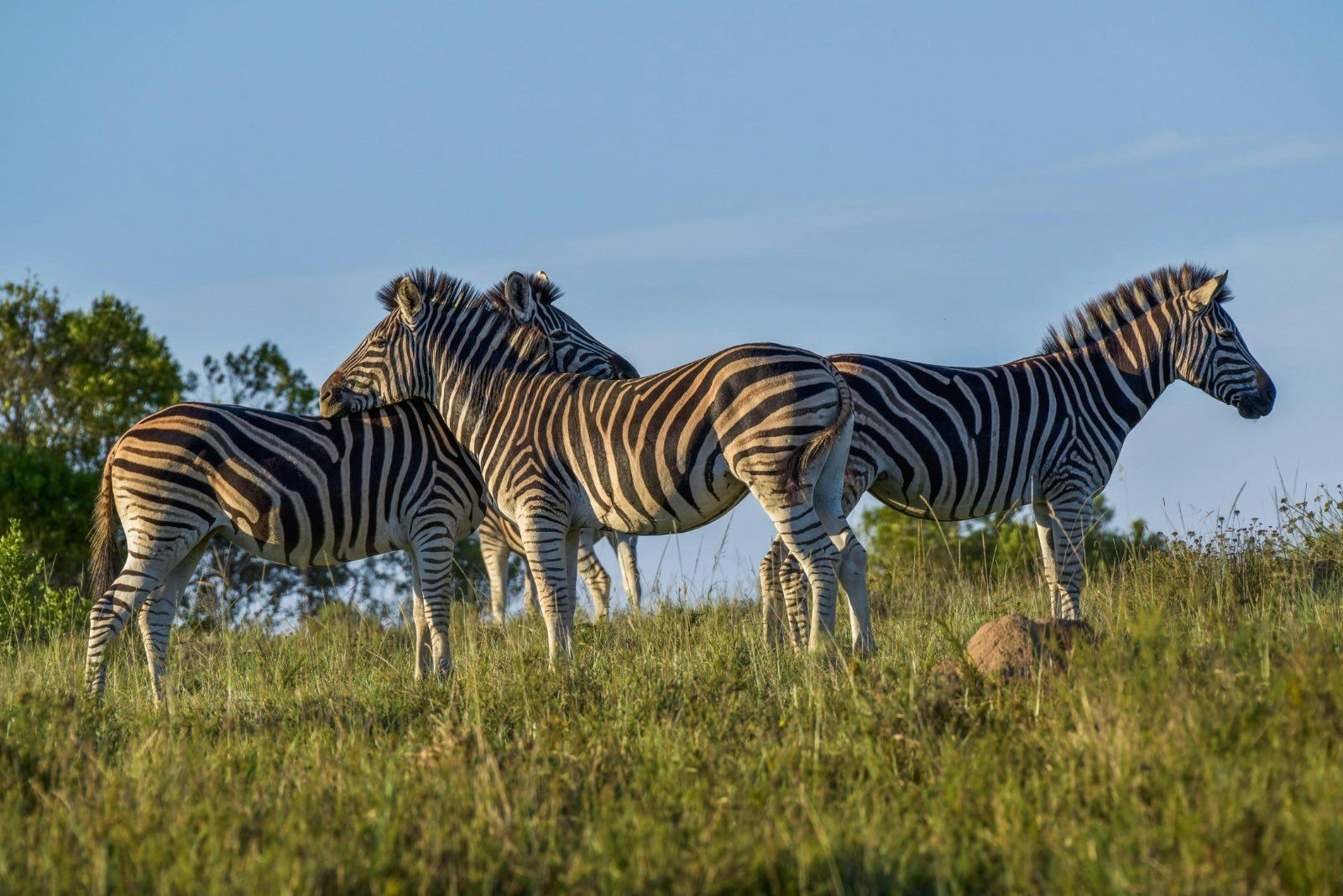 Lalibela Game Reserve Mills Manor Zebra