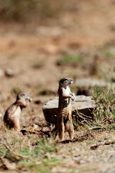 Poplars Farmhouse Squirrels