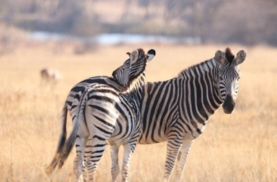 AfriCamps Waterberg Zebra