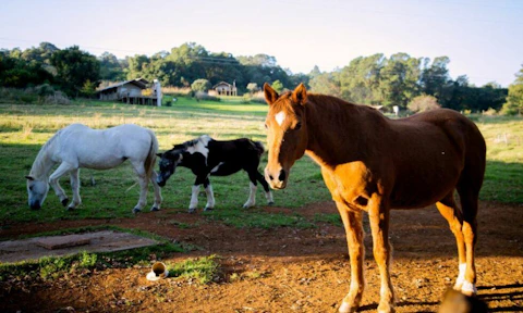 AfriCamps at Gowan Valley Farm