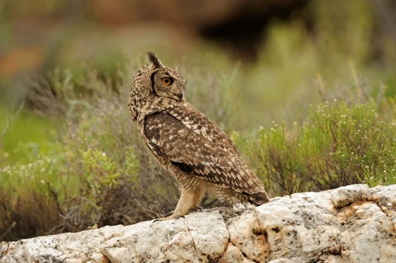 Gondwana Family Lodge at Sanbona Wildlife Reserve Owl