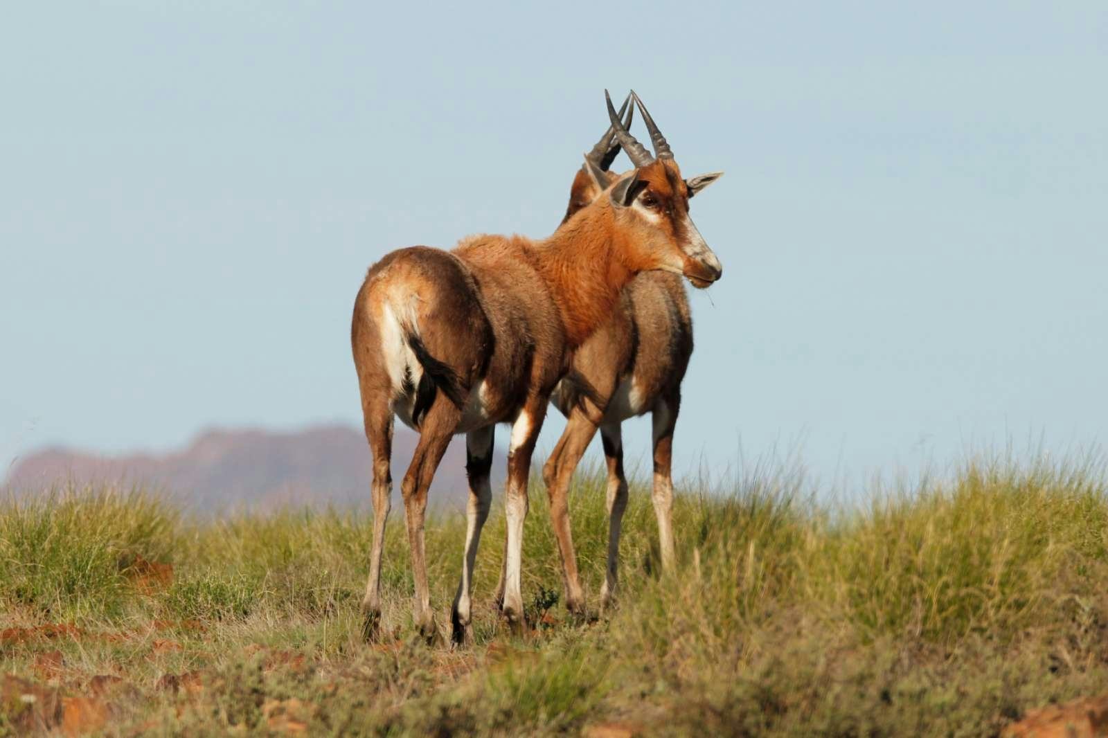 Poplars Farmhouse Antelope