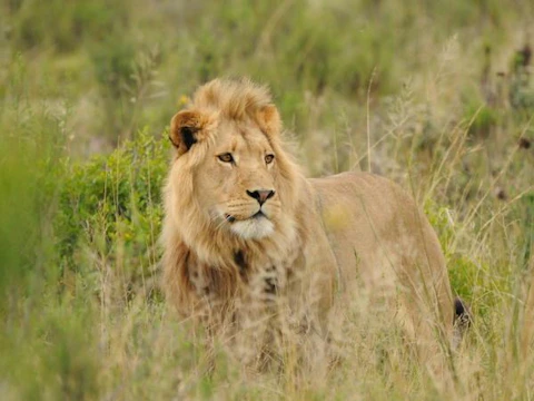 Botlierskop Village Lodge Lion