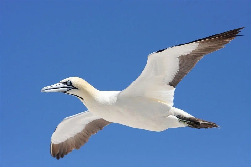 Alkantmooi Nature Reserve Birdlife