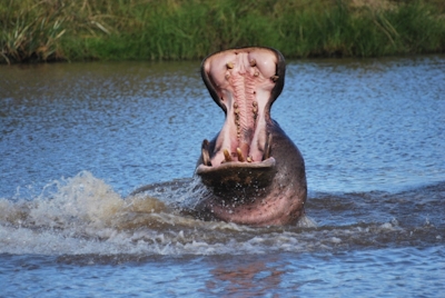 Lalibela Game Reserve Mills Manor Hippo