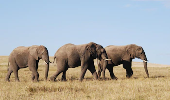  Lalibela Game Reserve Kichaka Lodge Elephants