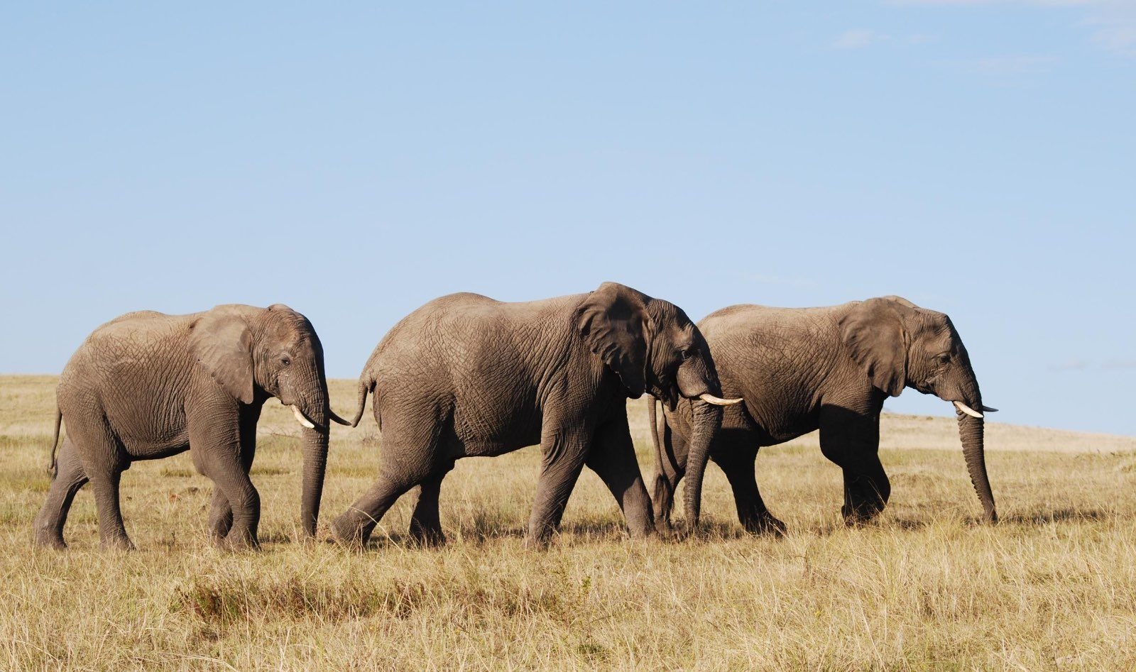 Lalibela Game Reserve Mills Manor Elephants