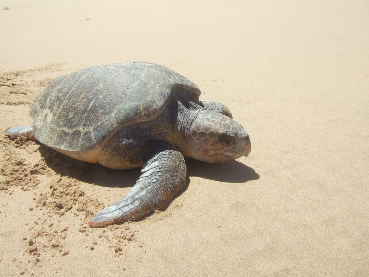 Machangulo Beach Villa Turtle