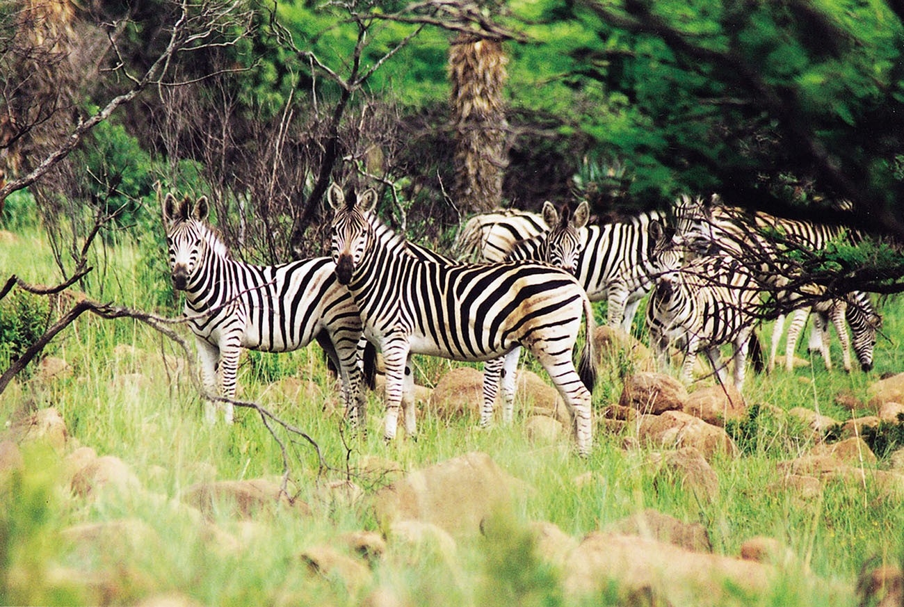 Fugitives Drift Zebra