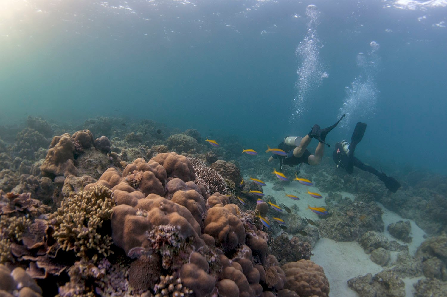 Nuarro Lodge Coral Reef