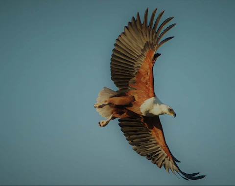 Reflections Eco-Reserve Eagle