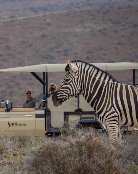 Dwyka Tented Lodge at Sanbona Wildlife Reserve Zebra