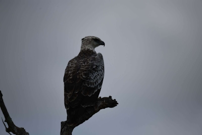 Vida Nova Kruger Eagle