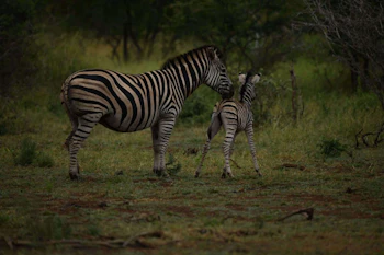 Vida Nova Kruger Zebras