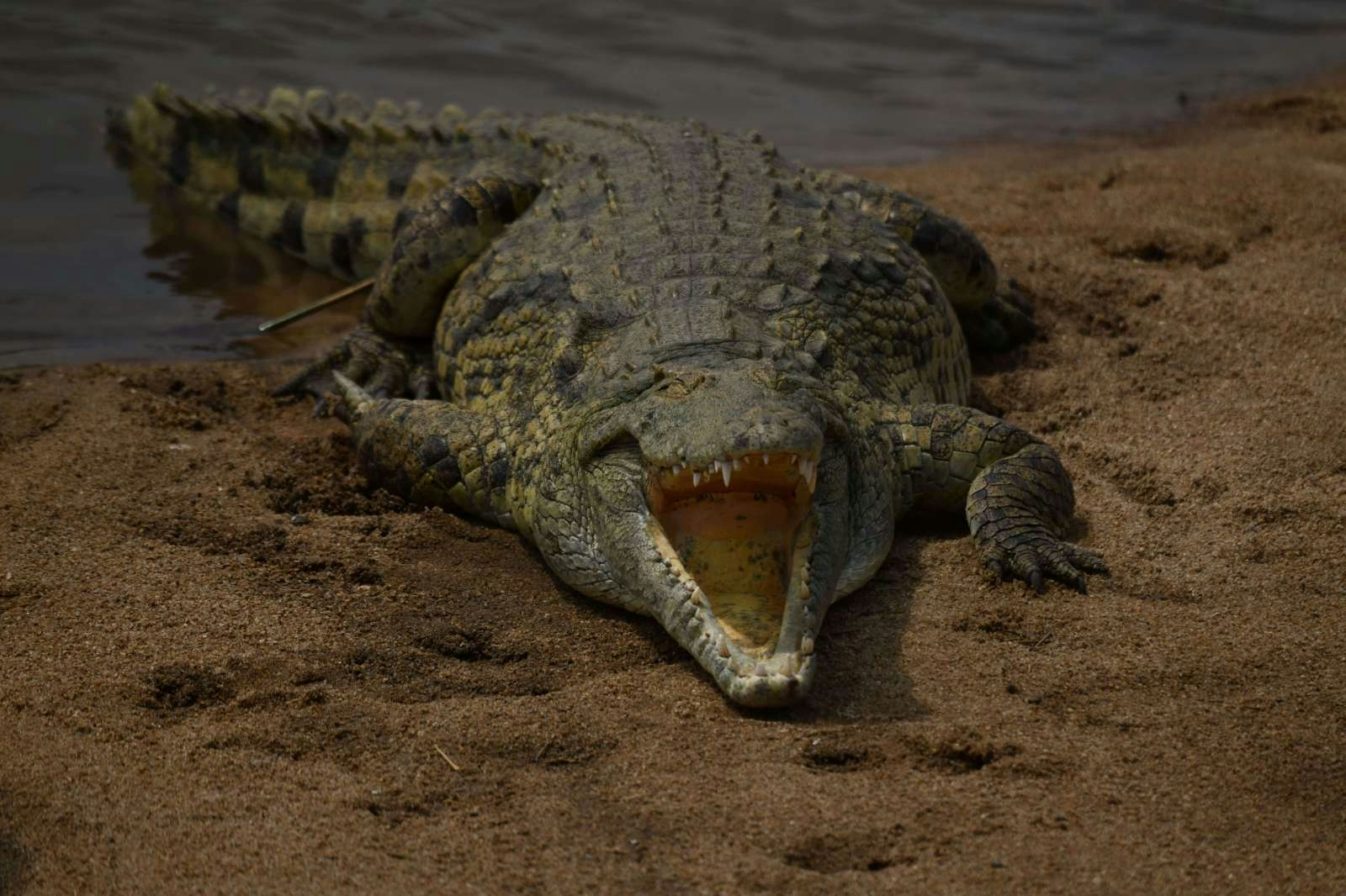 Vida Nova Kruger Crocodile