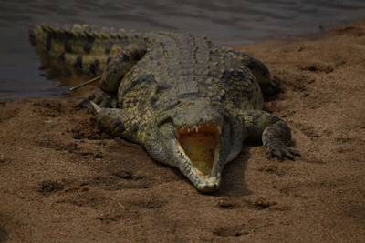 Vida Nova Kruger Crocodile