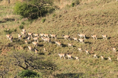 Sasi Bush Lodge Wildlife