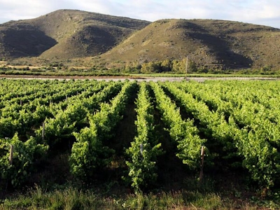 Tanagra Wine and Guestfarm Vineyards