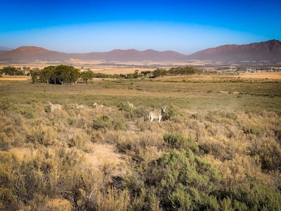 Springsteen Cabins Tulbagh Free-Roaming Zebra