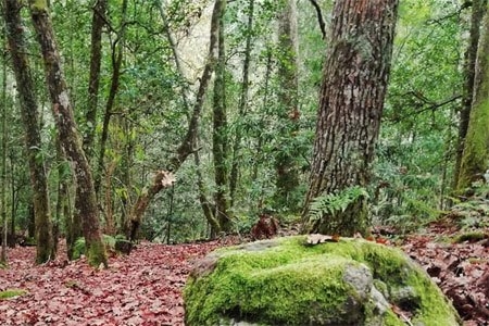 Cliffhanger Cottages Knysna Forest