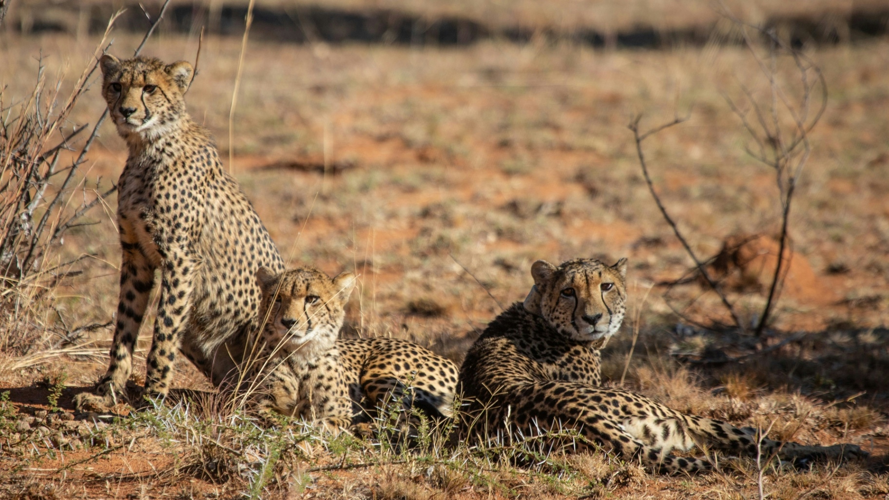 Kwafubesi Tented Safari Camp Cheetahs