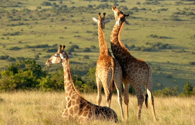 Lalibela Game Reserve Tree Tops Giraffes