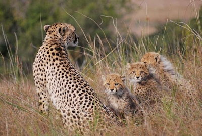 Lalibela Game Reserve Tree Tops Cheetah