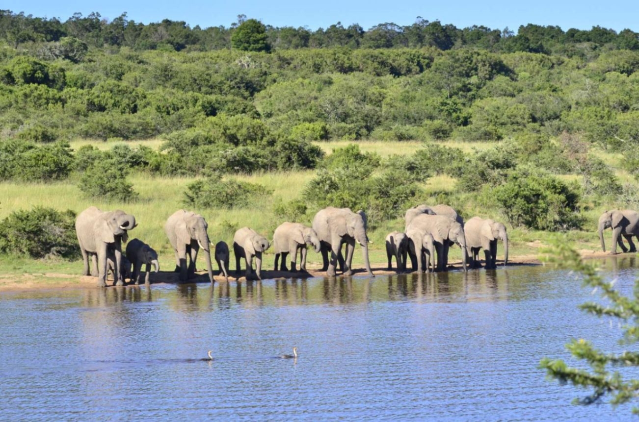 Lalibela Game Reserve Tree Tops Elephants