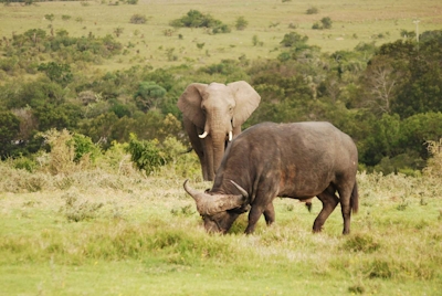 Lalibela Game Reserve Tree Tops Big 5