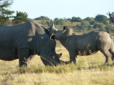 Lalibela Game Reserve Mills Manor Rhinos