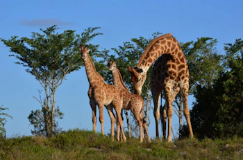 Lalibela Game Reserve Inzolo Lodge Giraffes