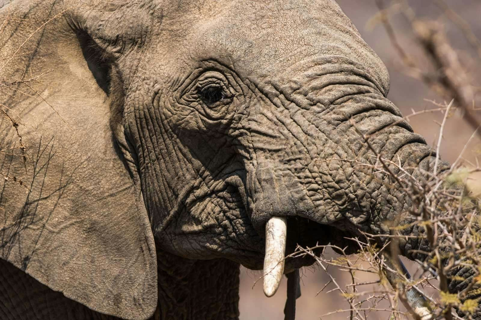 Thornhill Safari Lodge Elephant