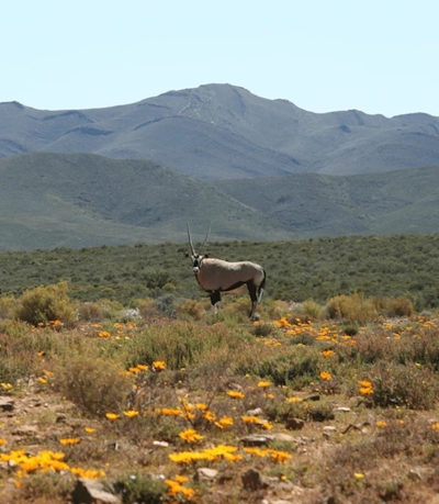 Gondwana Family Lodge at Sanbona Wildlife Reserve Gemsbok