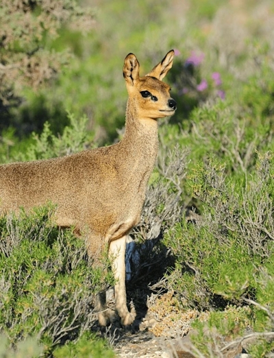 Gondwana Family Lodge at Sanbona Wildlife Reserve Buck