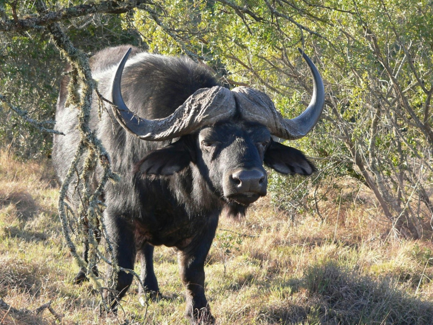 Lalibela Game Reserve Mills Manor Buffalo