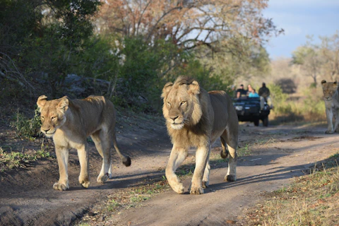 Bundox River Lodge Lions