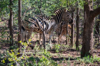 Lush Private Game Lodge Zebra