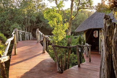 Lalibela Game Reserve Tree Tops Walkways