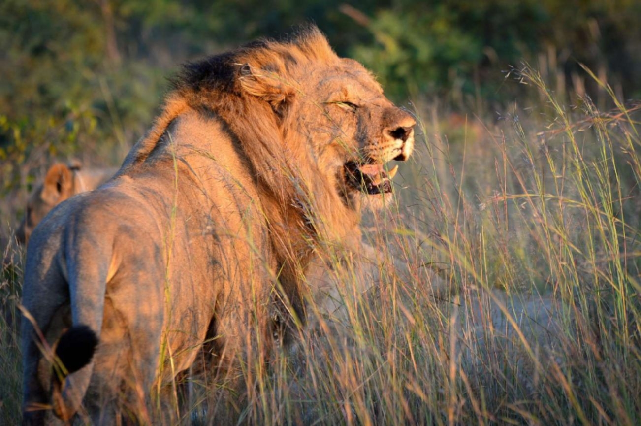 Lush Private Game Lodge Lion