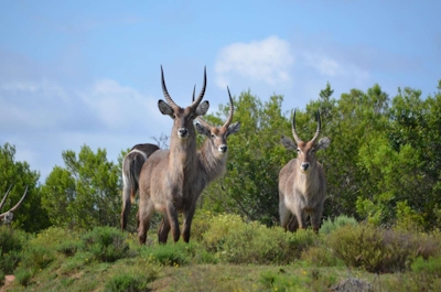 Lalibela Game Reserve Tree Tops Nyala